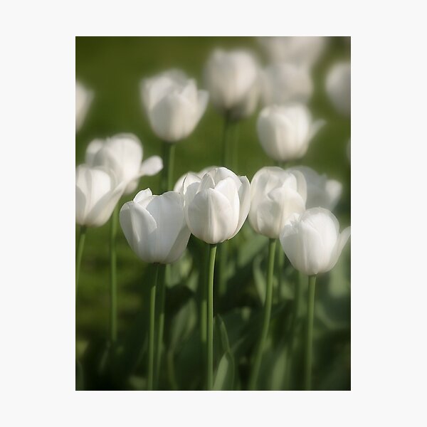 Artikelvorschau, white tulips entworfen und verkauft von Nugrahini Tj..