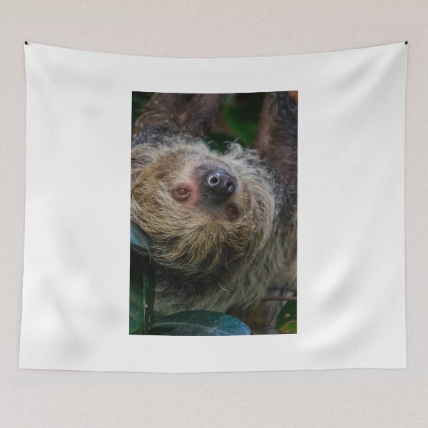 Item preview, Two-toed Sloth designed and sold by Darren Wilkes.