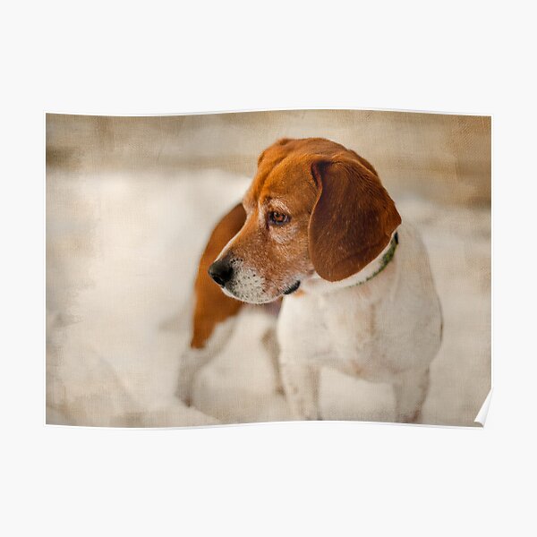 Textured Beagle Portrait Poster
