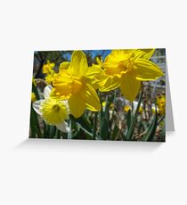 Golden Daffodils Greeting Card