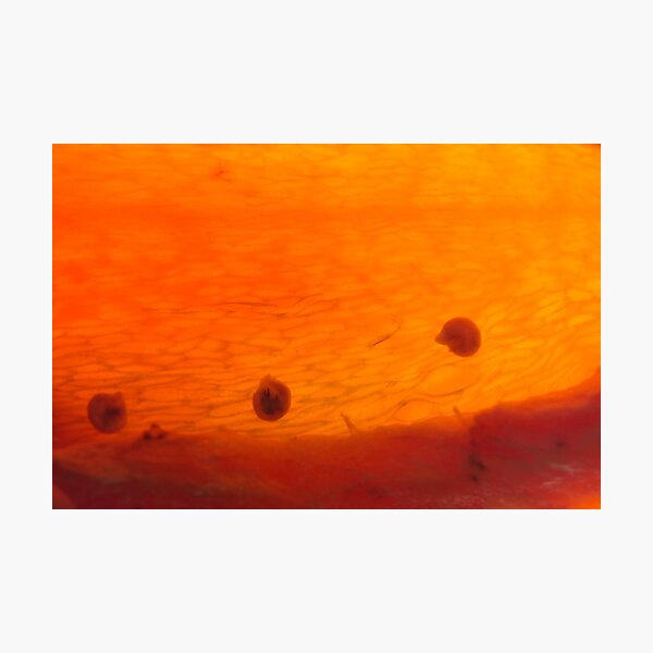 life taking off Photographic Print