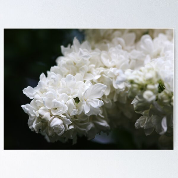 Item preview, Flieder white designed and sold by Roswitha Lorz.
