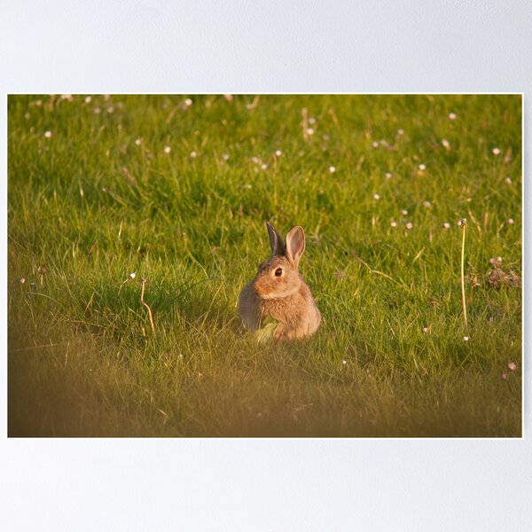 Item preview, European Wild Rabbit designed and sold by Jon Lees.