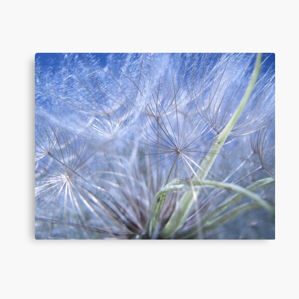 Puffed Out Canvas Print