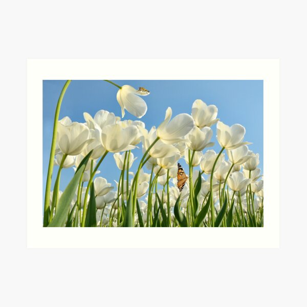 Insect world Art Print