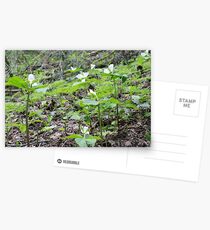 Directional Postcards