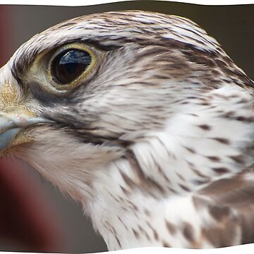 Artwork thumbnail, hawk by ArboreSciences