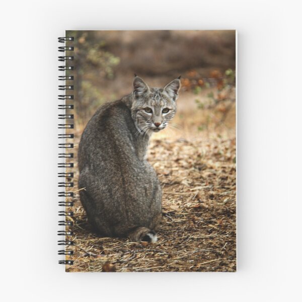 Item preview, Bobcat Comes Visiting designed and sold by Corri Gryting Gutzman.