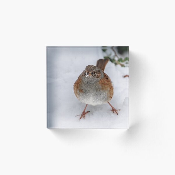 Dunnock in snow, County Kilkenny, Ireland Acrylic Block