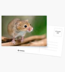 Happy Harvest Mouse Postcards