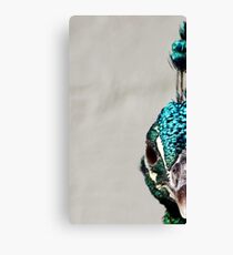 Angry Peacock Canvas Print