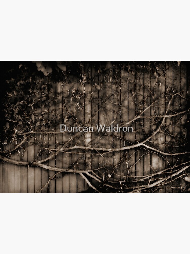 Fence & creeper by DuncanW