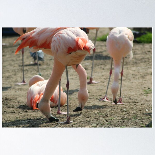 Item preview, Two headed flamingo. Very rare! designed and sold by Kevin  Carlin.