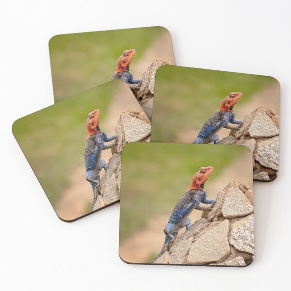 Item preview, Lizard Sunning designed and sold by Patty Doublet Photography.