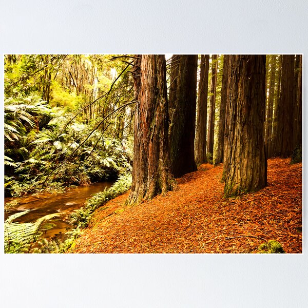 Item preview, Red Woods - Otway's Victoria designed and sold by Graeme Buckland.