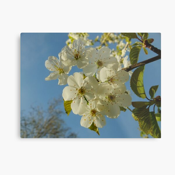 Cherry blossom Metal Print