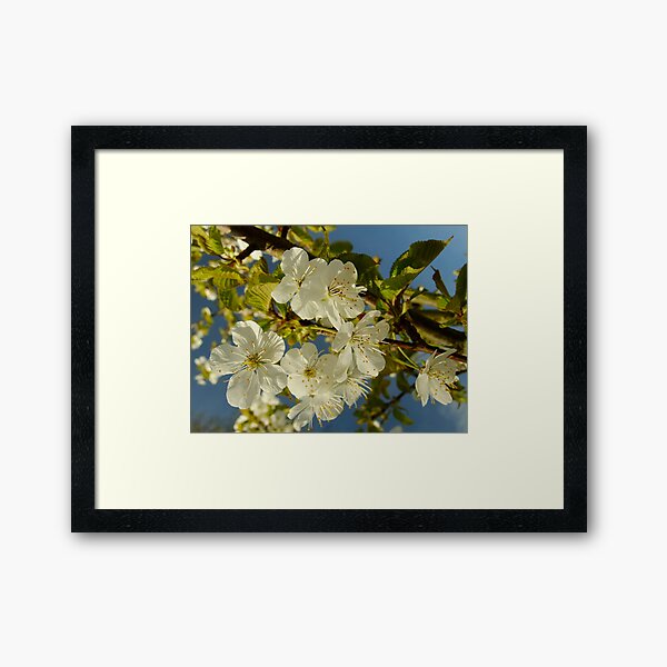 There will be lots of cherries this Summer Framed Art Print