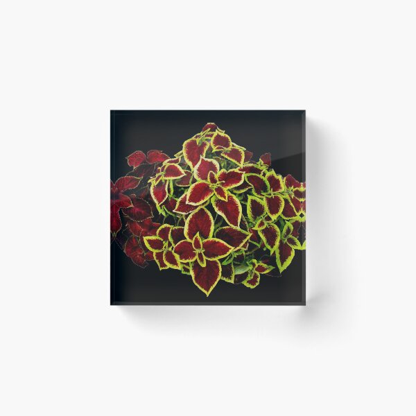 Item preview, Coleus Plants on Black Background designed and sold by BlueMoonRose.