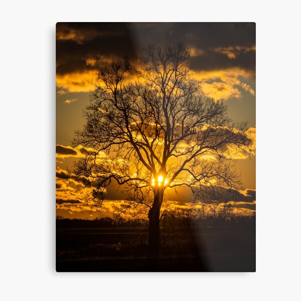 Sunset Tree Metal Print