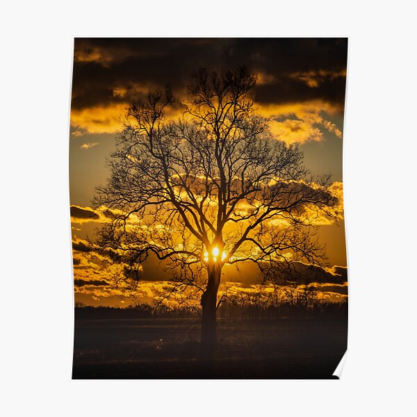 Sunset Tree Poster