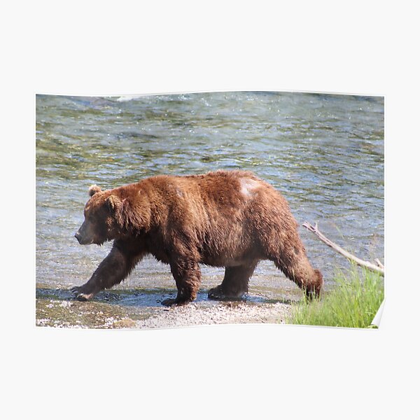Bear On A Mission Poster