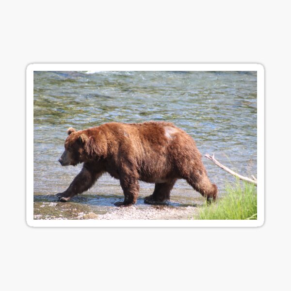 Bear On A Mission Sticker
