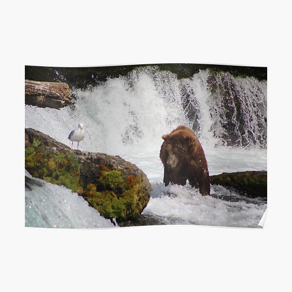 Brown Bear & Seagull Fish For Salmon Poster