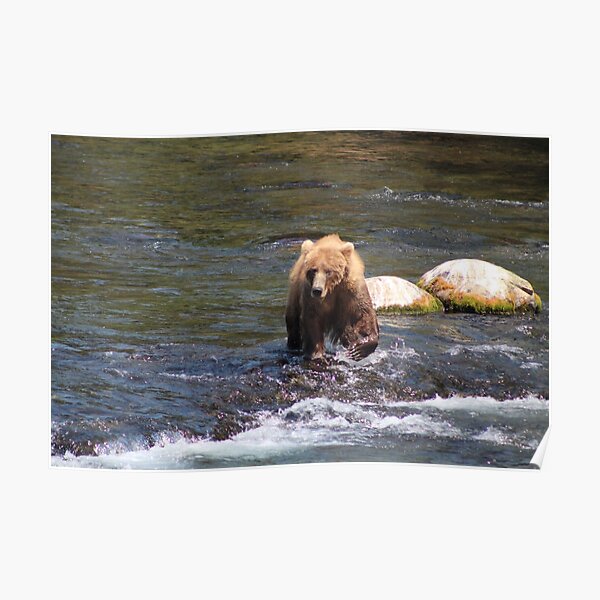 Bear #402 Out For a Stroll Poster