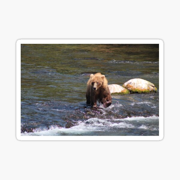 Bear #402 Out For a Stroll Sticker