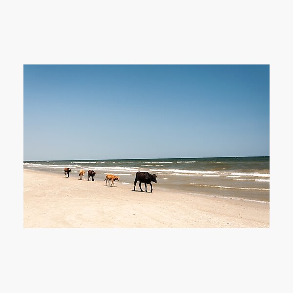 Stroll Photographic Print