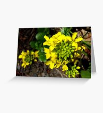 Wild Mustard Greeting Card
