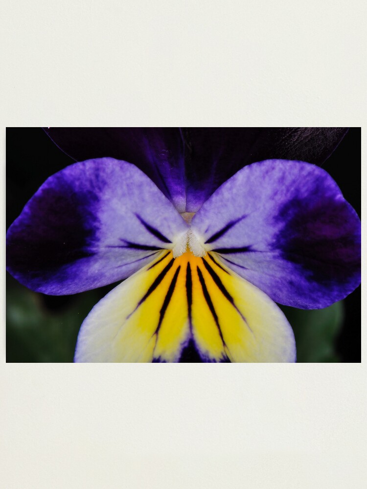 Alternate view of Wake Up! Photographic Print