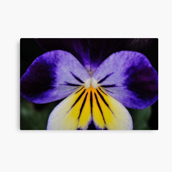 Wake Up! Canvas Print