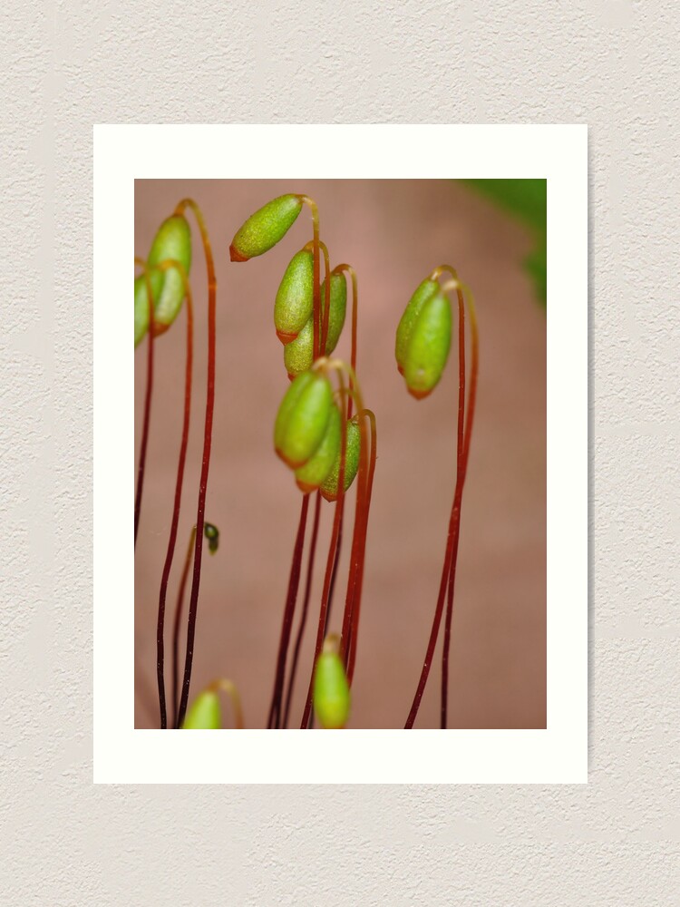 Alternate view of Moss Flowers Art Print