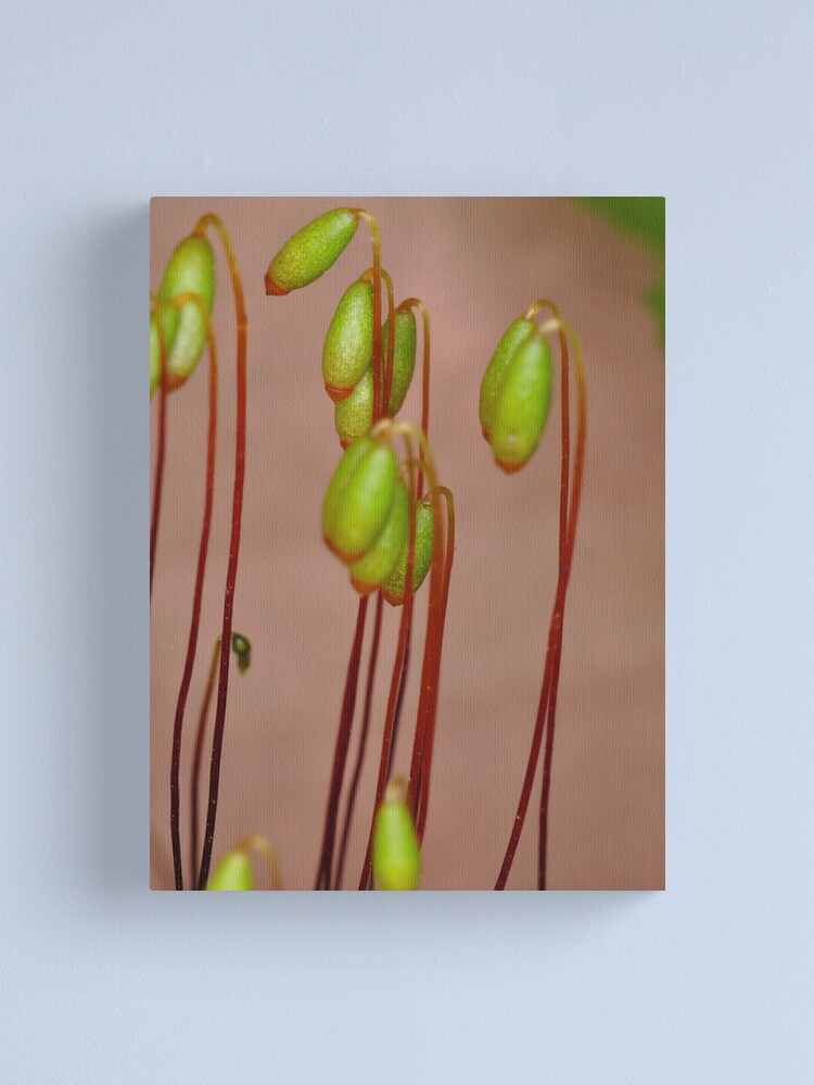 Alternate view of Moss Flowers Canvas Print
