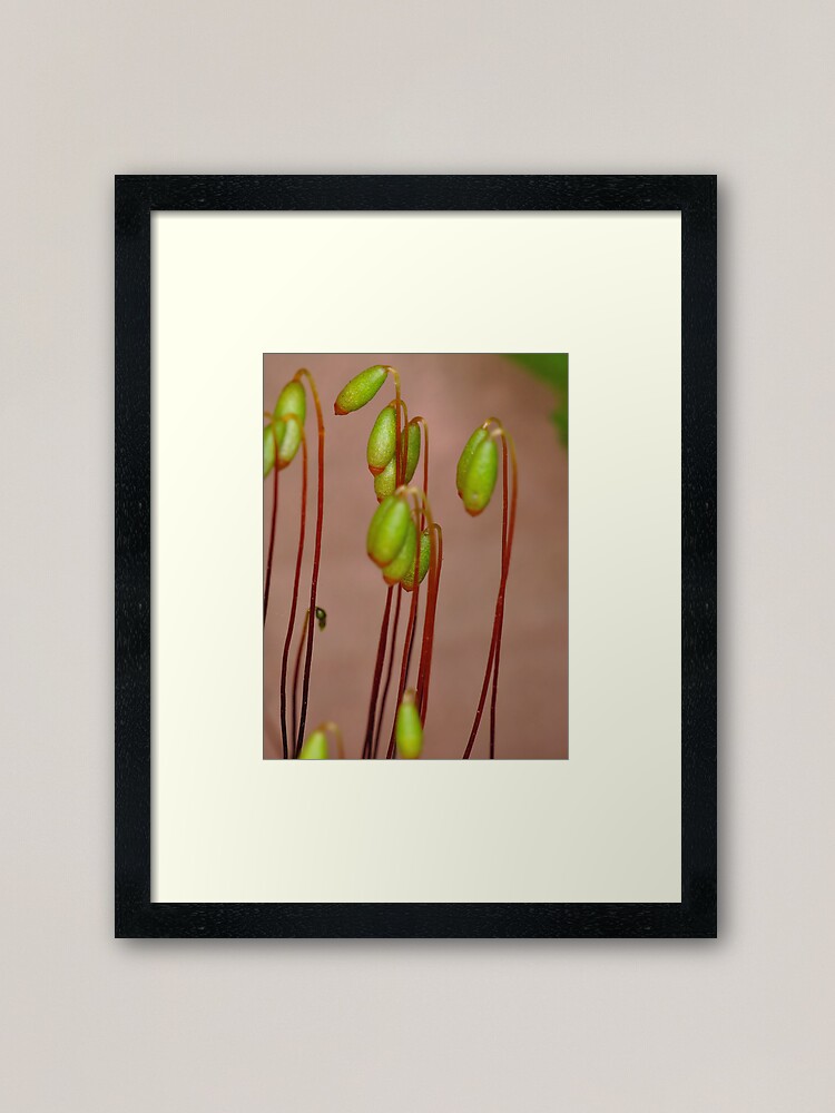 Alternate view of Moss Flowers Framed Art Print