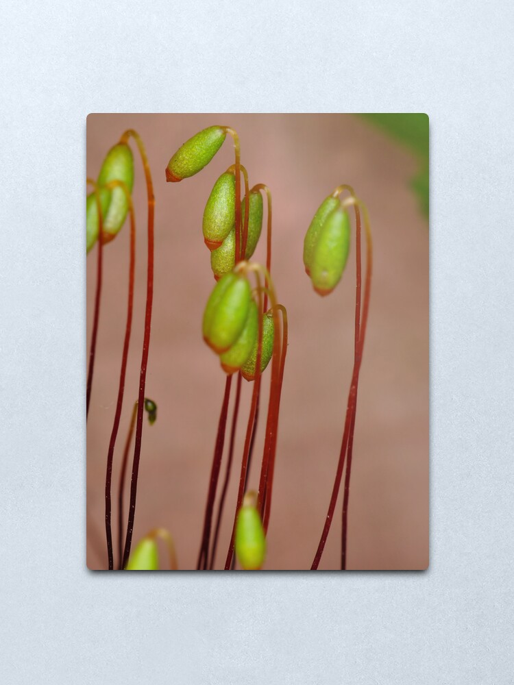 Alternate view of Moss Flowers Metal Print