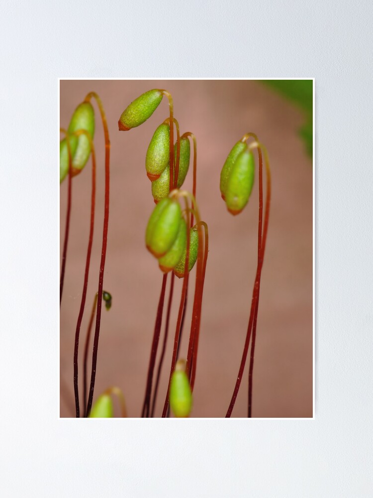 Alternate view of Moss Flowers Poster