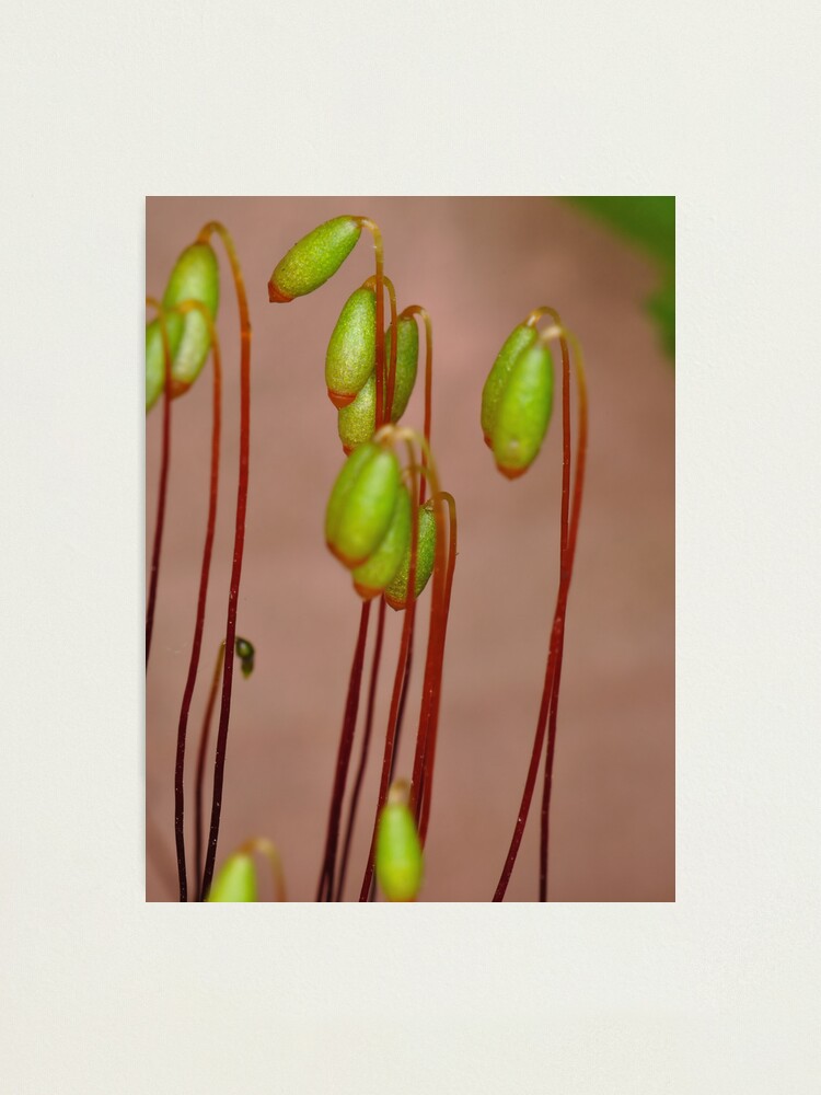 Alternate view of Moss Flowers Photographic Print