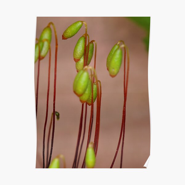 Moss Flowers Poster