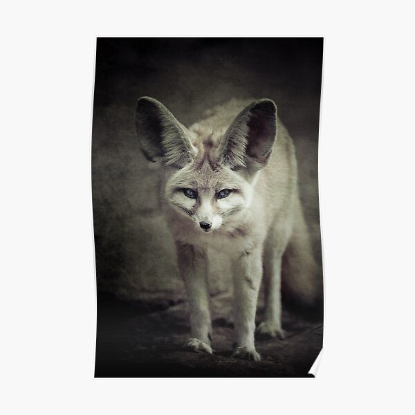 Fennec Fox Poster