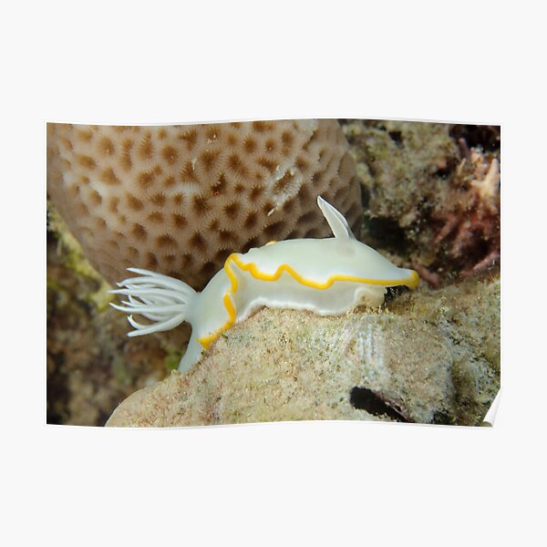 Nudibranch - Ardeadoris egretta Poster