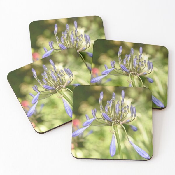 Item preview, Soon to Bloom - Agapanthus designed and sold by imaginethis.