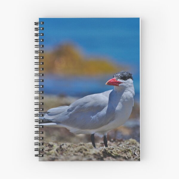 Item preview, A Tern On The Reef, Western Australia designed and sold by Jason Gilbert.
