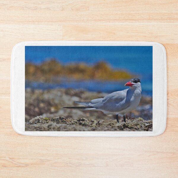 Item preview, A Tern On The Reef, Western Australia designed and sold by Jason Gilbert.