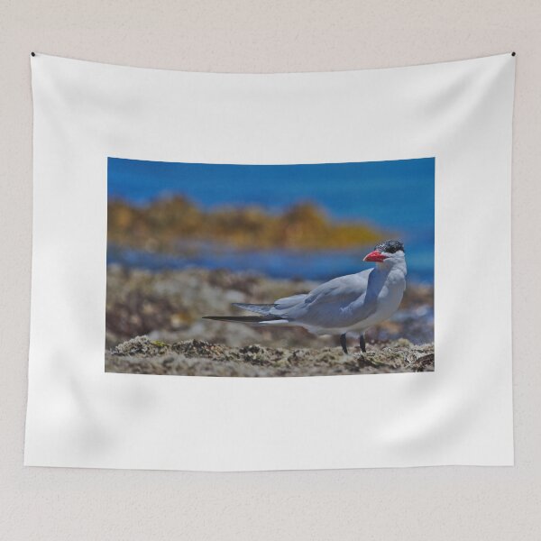 Item preview, A Tern On The Reef, Western Australia designed and sold by Jason Gilbert.