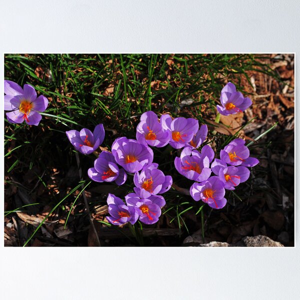 Item preview, Crocus designed and sold by Colin12.
