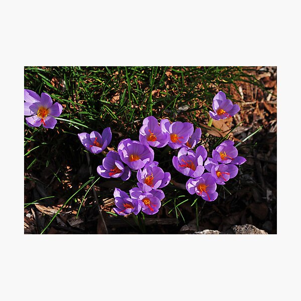 Aperçu de l'œuvre Crocus créée et vendue par Colin12.