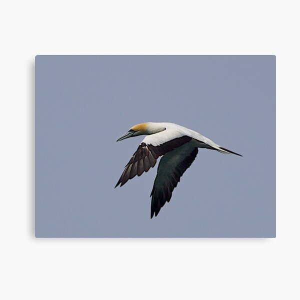 Item preview, Gannet, Powering away. Queenscliff, Victoria. designed and sold by johnrf.