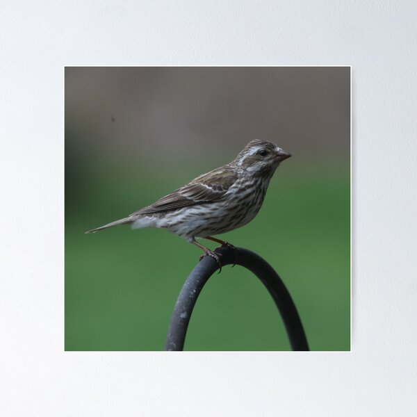 Item preview, Female Purple Finch designed and sold by Renee Blake.